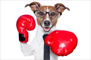 2013-9-4-boxing-dog