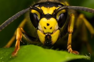 queen_wasp_ii_by_dalantech